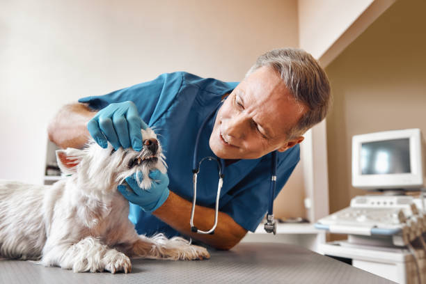  Ashland, VA Emergency Dentist Pros